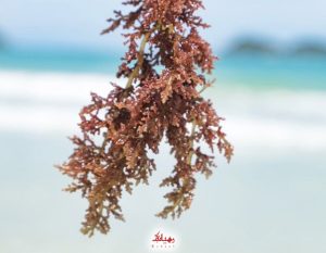 کاراگینان در ژامبون