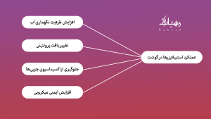 خرید استبیلایزر گوشت